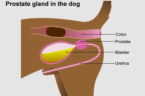 Schéma anatomique du chien montrant la prostate, la vessie, l'urètre et le côlon. L'hyperplasie de la prostate chez le chien est une condition courante.