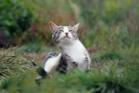 Un chat tigré se gratte dans l'herbe, peut-être pour soulager une démangeaison liée aux maladies transmises par les chats.