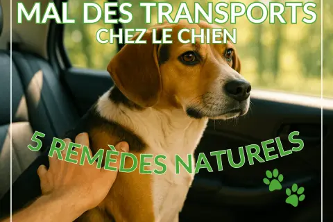 Un chien malade en voiture, le regard un peu perdu, reçoit une caresse réconfortante. L'image suggère des remèdes naturels pour le mal des transports canin.