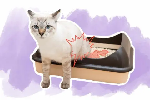Un chat blanc aux yeux bleus semble souffrir près de sa litière, suggérant une possible infection urinaire.