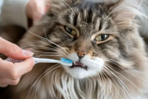 Un chat Maine Coon au pelage long et soyeux se fait brosser les dents avec une petite brosse à dents bleue.