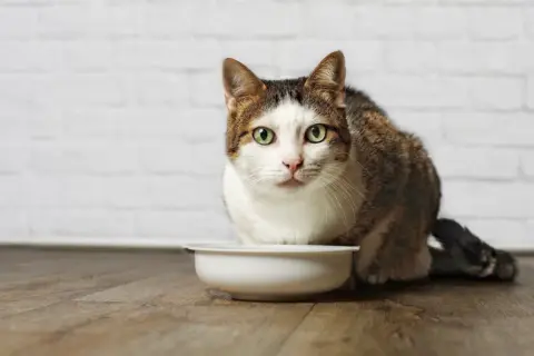 Un chat tigré et blanc aux yeux verts regarde fixement une gamelle vide. Mon chat stérilisé a toujours faim, même après avoir mangé.