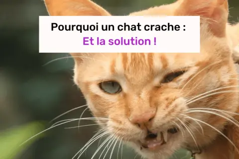 Un chat roux aux yeux verts, visiblement contrarié, semble prêt à cracher. Le texte indique "Pourquoi un chat crache : Et la solution !".