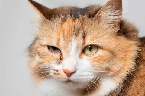 Gros plan sur un chat tigré aux yeux verts, l'un d'eux semble irrité, peut-être une conjonctivite chat.