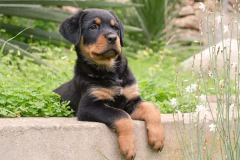 Un adorable chiot rottweiler royal, au regard curieux, se repose sur un muret entouré de verdure et de fleurs sauvages.