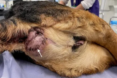 Gros plan sur un chien, montrant une tumeur anale. La zone est enflammée et présente des marques sombres.