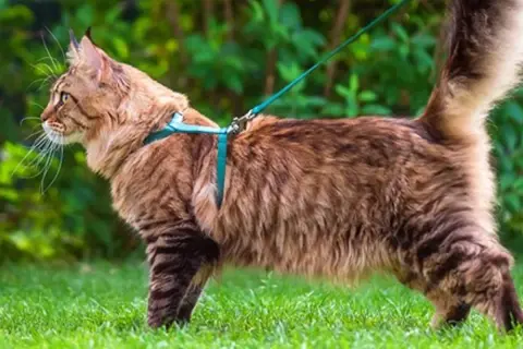 Un chat Maine Coon brun, explorant l'herbe verte, porte un harnais bleu turquoise. Quel harnais pour chat est parfait pour les aventures en plein air !