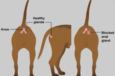 Illustration montrant les glandes anales d'un chien. Une glande est saine, l'autre est bloquée, signe possible de stress chez le chien.