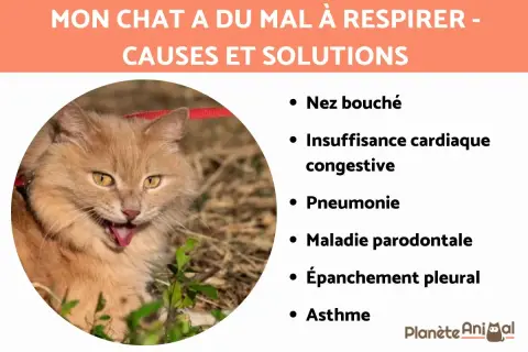 Un chat roux aux yeux jaunes semble avoir du mal à respirer. La liste des causes et solutions pour comment soulager un chat qui a du mal à respirer inclut nez bouché, insuffisance cardiaque, pneumonie, etc.