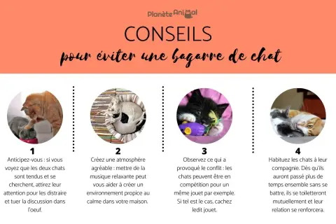 Conseils pour éviter une bagarre de chat : 4 astuces illustrées avec des chats, dont un nouveau chat à la maison.