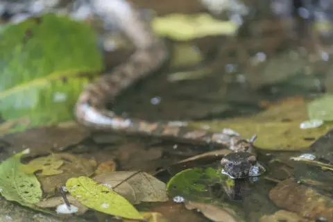 Tête de vipère émergeant de l'eau parmi les feuilles mortes, un danger potentiel pour un chien.