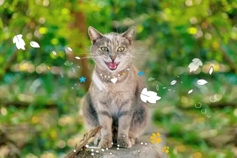 Un chat tigré, la bouche ouverte, semble rire aux éclats, entouré de feuilles stylisées et de fleurs bleues.
