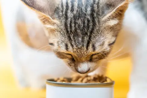 Un chat tigré savoure ses croquettes. Le choix des croquettes chat est important pour sa santé.