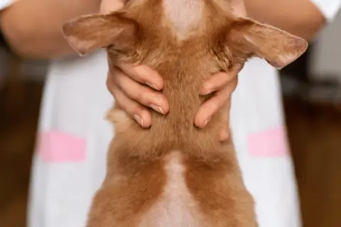 Un chien roux présente une perte de poils sur la tête et le cou, sans signe de démangeaison. Un vétérinaire examine le pelage.