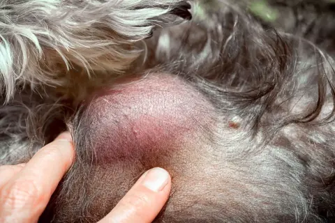 Gros plan sur un lipome sous la peau d'un chat, une masse bénigne.
