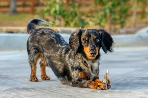 Un adorable chien saucisse, au pelage marbré et aux yeux bleus et marrons, joue avec un bout de bois.