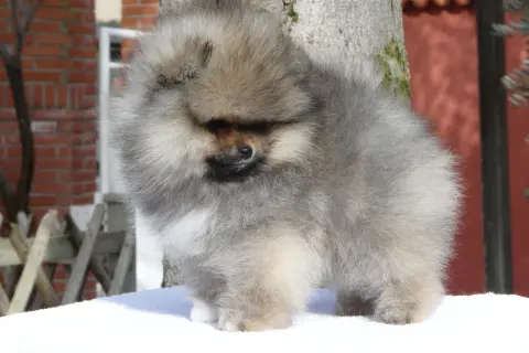 Adorable spitz nain aux poils longs et gris, posé sur une couverture blanche devant un arbre.