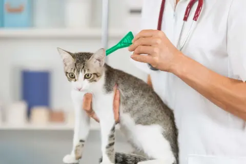 Un vétérinaire applique un traitement antiparasitaire sur un chat. La question "vermifuge tous les combien" est essentielle pour la santé de votre animal.