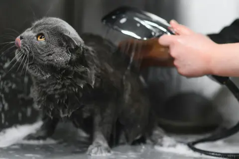 Un chat gris est mouillé, sa langue sortie, pendant qu'on lui apprend comment laver un chat avec une douchette.