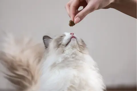 Un chaton Ragdoll attend sa friandise. La question est : combien de gramme de croquette pour un chat stérilisé ?