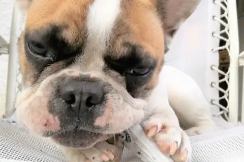 Un chiot bouledogue français mâchouille un jouet, une petite tumeur est visible sur sa babine.