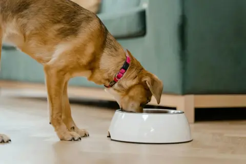 Un chien brun avec un collier rose savoure sa ration ménagère pour chien dans une gamelle blanche.