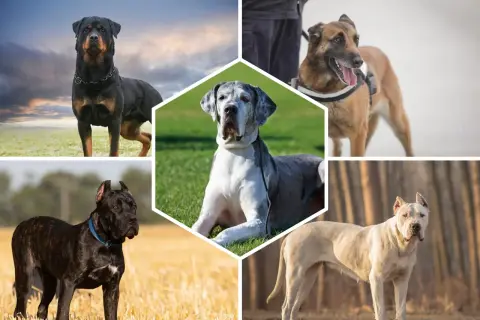 Collage de chiens impressionnants : Rottweiler, Malinois, Dogue Allemand, Cane Corso et Dogo Argentino, des exemples de race de chien de garde.