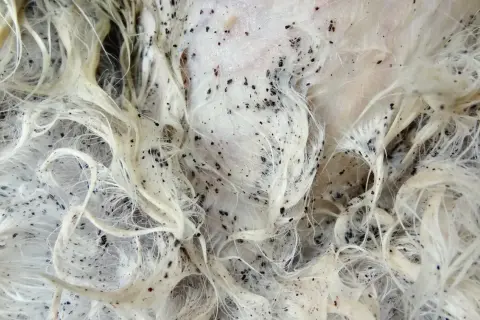 Gros plan sur un pelage blanc envahi par un nid de puce. Les petits points noirs grouillent sur la peau et entre les poils.