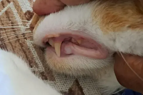 Gencive chat normale, rose et saine, avec des dents pointues bien visibles. Un aperçu de la santé bucco-dentaire de ce félin.