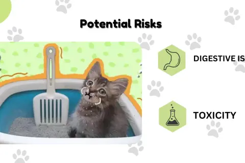 Un chaton curieux semble manger sa litière, soulevant des questions sur les risques digestifs et de toxicité.