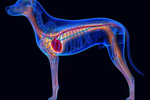 Anatomie d'un chien de 12 ans, montrant le cœur et le système circulatoire. Un souffle au cœur peut affecter ce système.