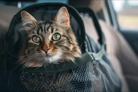 Un chat tigré aux grands yeux verts est dans un sac de transport pour un transport en voiture longue distance.