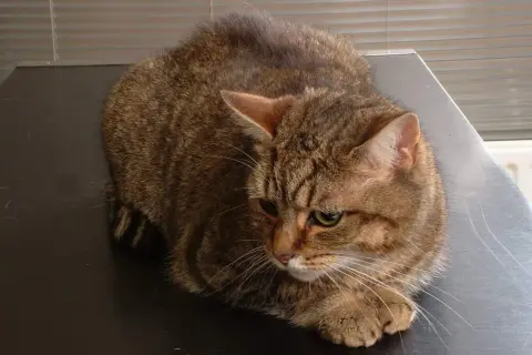 Un chat tigré brun, l'air fatigué, pourrait souffrir d'insuffisance hépatique. Il est couché sur une surface sombre.