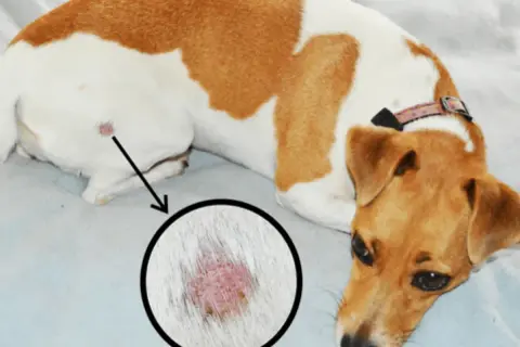 Chien avec une lésion cutanée suspecte de teigne. Zoom sur la zone affectée.