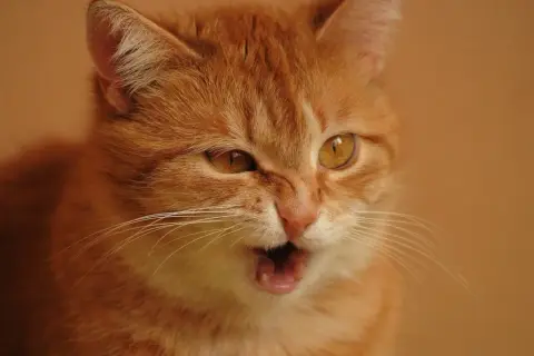 Un chat roux aux yeux ambrés semble avoir une quinte de toux, la gueule ouverte et les moustaches tendues.