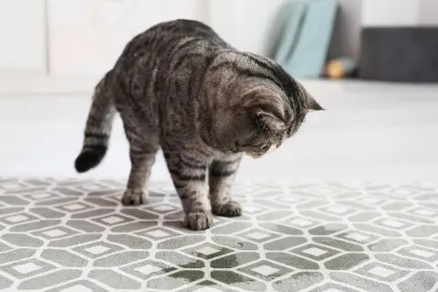 Un chat tigré renifle une tache suspecte sur le tapis, l'odeur de pipi de chat dans une pièce est peut-être là.