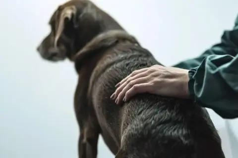 Main d'un vétérinaire caressant un chien brun, peut-être pour le réconforter face à une insuffisance rénale canine.