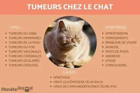 Un chat aux yeux rouges et à la bouche visiblement affectée par une tumeur. L'image liste les types, symptômes et causes des tumeurs chez le chat.