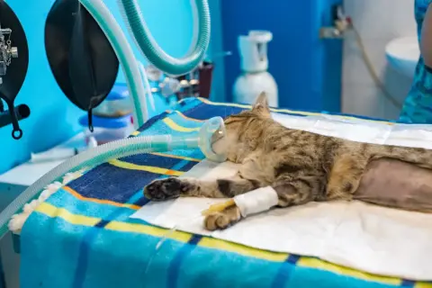 Un chat tigré, sous anesthésie, repose sur une couverture colorée avec un masque à oxygène. Son comportement après anesthésie est paisible, avec une perfusion à la patte.