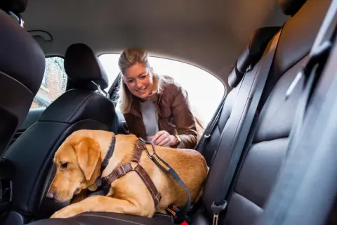 Une femme sourit à son chien insupportable en voiture, attaché sur la banquette arrière en cuir.