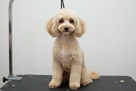 Un caniche royal non toiletté, au pelage bouclé et clair, attend patiemment sur une table de toilettage.