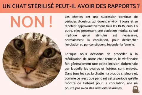 Portrait d'un chat tigré, avec le texte "NON !" en gros caractères. La stérilisation empêche le marquage urinaire chez le chat.