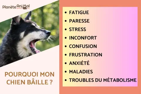 Gros plan sur un chien qui baille, le texte "Pourquoi mon chien bâille ?" est visible. La liste des raisons inclut la fatigue, le stress et l'anxiété.