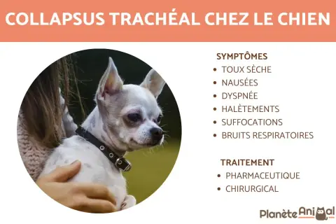 Chien avec collapsus trachéal, une condition affectant la respiration. L'espérance de vie dépend du traitement. Symptômes : toux, dyspnée.