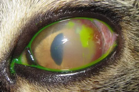 Œil de chat atteint d'un ulcère cornéen, avec une coloration verte fluorescente visible autour de l'iris et une conjonctive rouge.