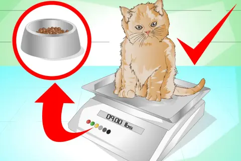 Un chaton roux sur une balance, avec une gamelle de croquettes et une flèche rouge. Comment faire grossir un chat ?
