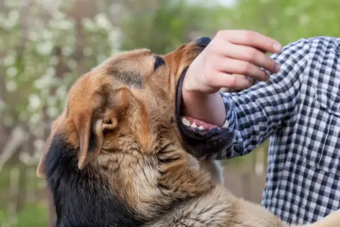 Un chien semble faire une morsure de chien sur le bras d'une personne portant une chemise à carreaux.