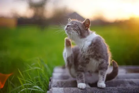 Un chat tigré se gratte l'oreille au soleil couchant. Il semble que mon chat a des puces, il est temps de le traiter.