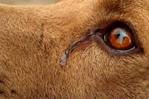 Gros plan sur l'œil d'un chien qui pleure, une larme coulant sur sa fourrure brune.