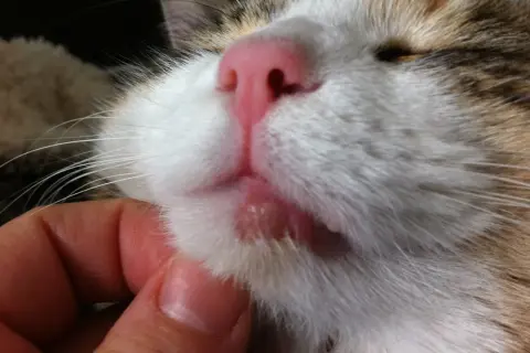 Un gros plan sur le museau d'un chat, révélant une lèvre gonflée et irritée. Une main caresse doucement le chat.